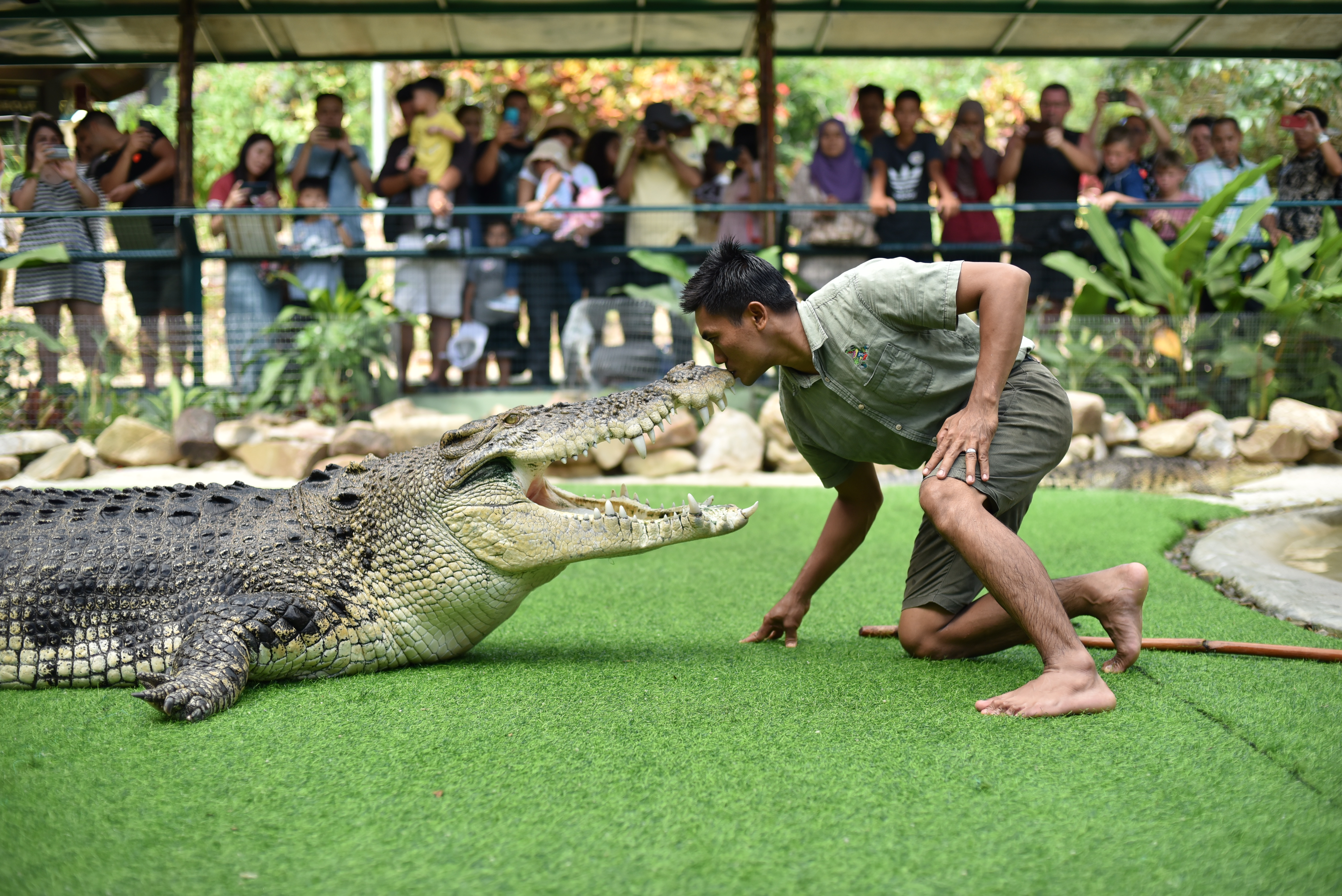 Crocodile