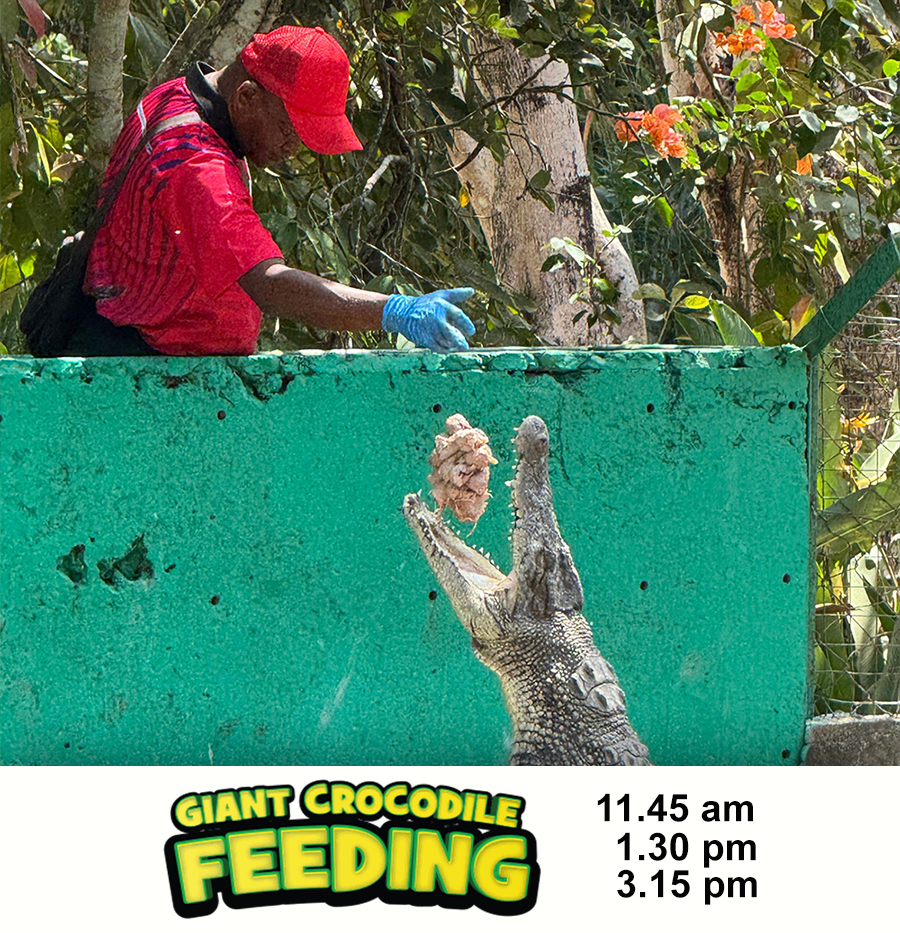 Feeding